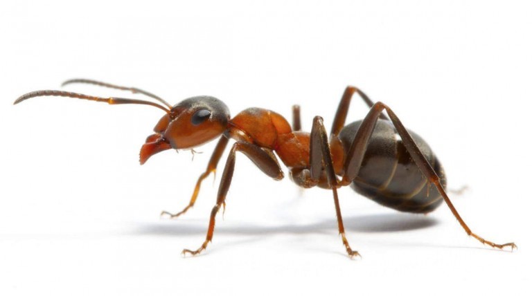 Come eliminare le formiche da casa in modo veloce e naturale