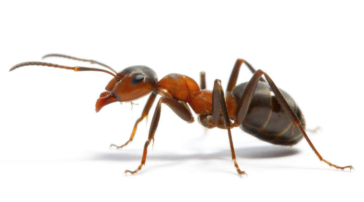Come eliminare le formiche da casa velocemente e in modo naturale Eliminare formiche in casa
