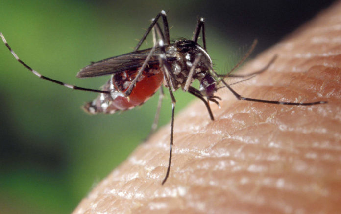 Come eliminare le zanzare in modo naturale Come eliminare le zanzare in casa - Rimedi naturali contro le zanzare