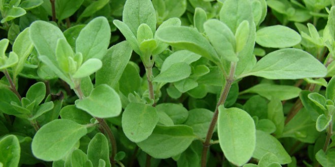 acqua di origano per dimagrire
