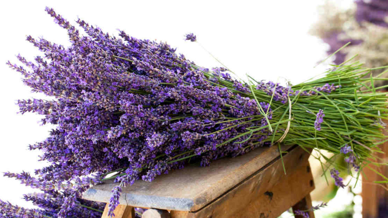 Eliminare I Cattivi Odori Come Profumare La Casa In Modo