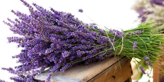 Eliminare i cattivi odori: come profumare la casa in modo naturale Deodoranti per odori forti