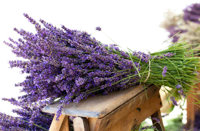 Come eliminare i cattivi odori in casa - Come profumare la casa in modo naturale Come eliminare i cattivi odori in casa - Come profumare la casa in modo naturale