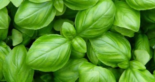 Basilico: proprietà, benefici, valori nutrizionali, utilizzi e controindicazioni