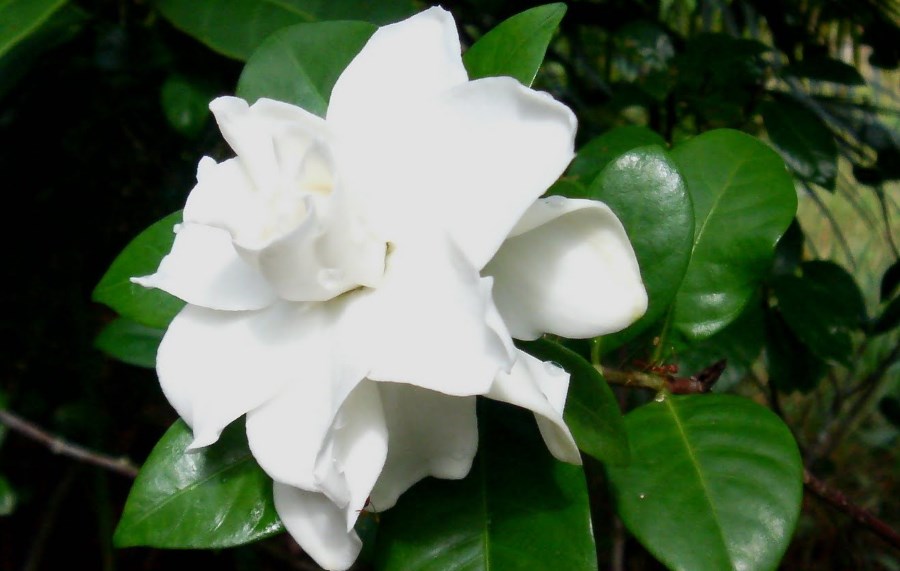 Gardenia - come curare e coltivare le gardenie in vaso e in giardino