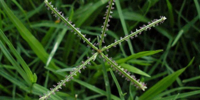 Gramigna - proprietà, benefici, utilizzo, rimedi naturali e controindicazioni. Scopri le proprietà della gramigna, i benefici per la salute, come preparare una buona tisana alla gramigna, le controindicazioni e gli effetti collaterali.