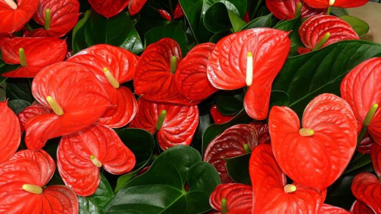 Anthurium Come Curare E Coltivare Una Pianta Di Anthurium In Vaso E In Giardino