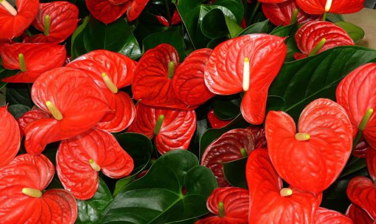 Anthurium - come curare la pianta di Anthurium e come coltivare Anthurium in vaso sul balcone o in giardino