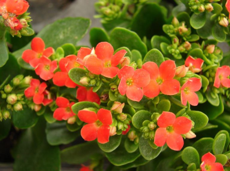 Kalanchoe come curare e coltivare le kalanchoe in vaso e in giardino