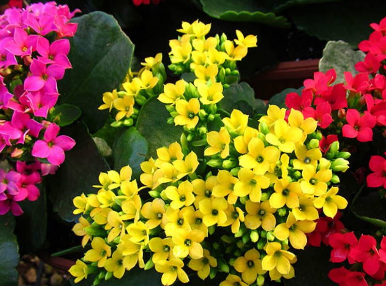 kalanchoe - come curare le kalanchoe e come coltivare le kalanchoe in vaso sul balcone o in giardino