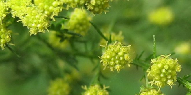 artemisia proprietà benefici tisana di artemisia controindicazioni