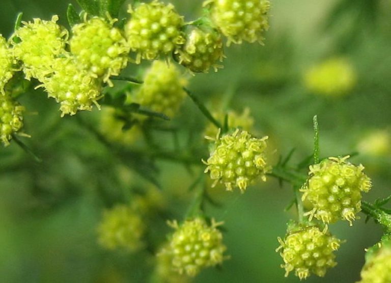 artemisia proprietà benefici tisana di artemisia controindicazioni