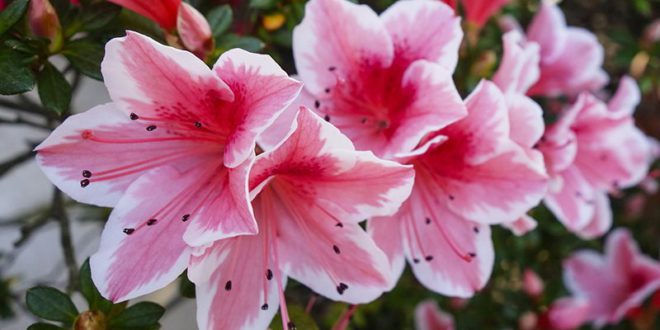 azalea azalee - come curare e coltivare le azalee in vaso sul balcone o in giardino