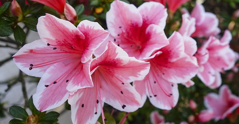 azalea azalee - come curare e coltivare le azalee in vaso sul balcone o in giardino