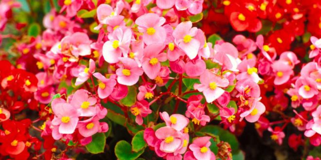 begonia begonie - come curare e coltivare le begonia in vaso sul balcone o in giardino
