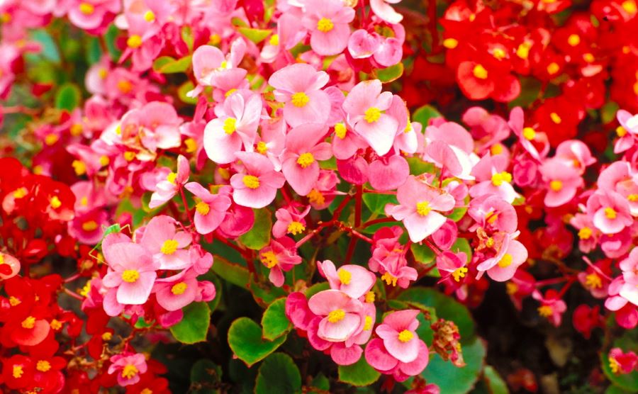 begonia begonie - come curare e coltivare le begonia in vaso sul balcone o in giardino