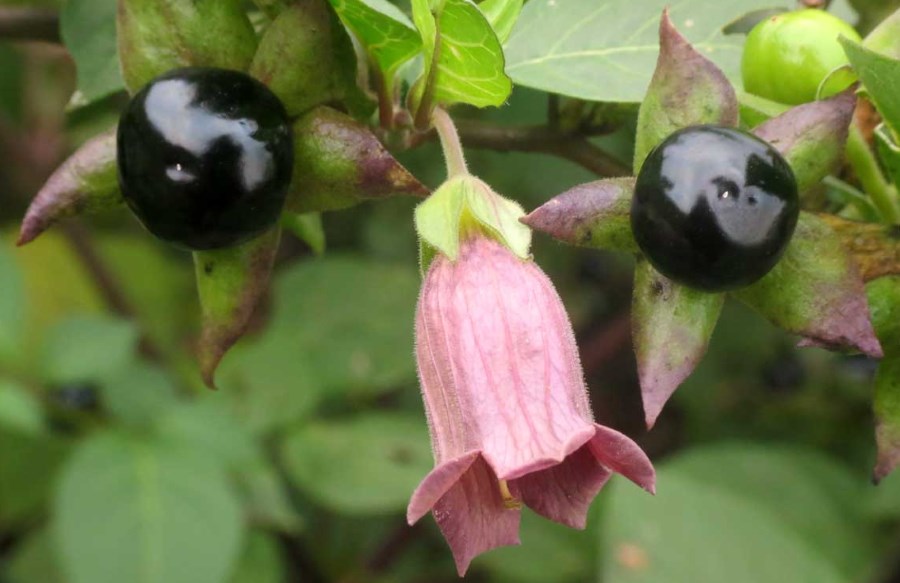 belladonna proprietà benefici usi e controindicazioni