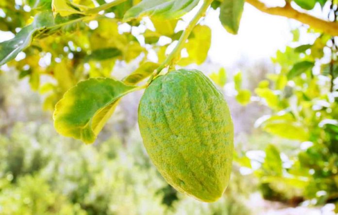cedro proprietà benefici usi controindicazioni cedro proprietà benefici usi controindicazioni