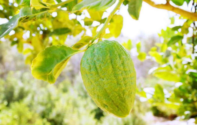 cedro proprietà benefici usi controindicazioni