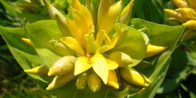 genziana proprietà benefici tisana di genziana controindicazioni