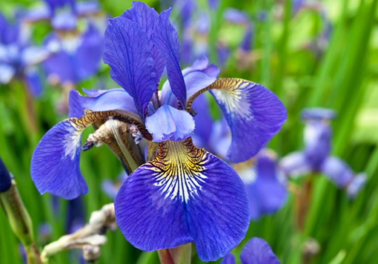 iris - come curare gli iris e come coltivare gli iris in vaso sul balcone o in giardino