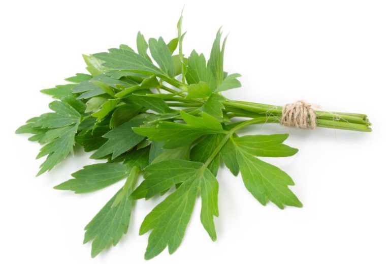 Levistico (sedano di monte) - proprietà, benefici, rimedi naturali e controindicazioni. Scopri le proprietà del levistico, i benefici per la salute, tutti gli utilizzi in cucina o come rimedio naturale, come fare una buona tisana di levistico, le controindicazioni e gli effetti collaterali.