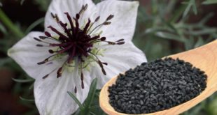 nigella proprietà benefici utilizzo rimedi naturali controindicazioni