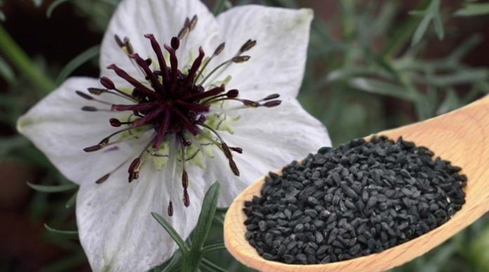 Cumino Nero / Semi Di Cipolla / Nigella, 1 Kg, Borsa | GOURMET VERSAND - Foto 12