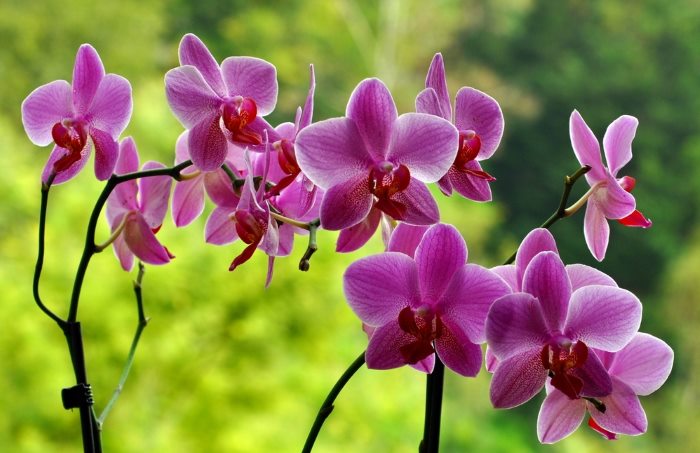 orchidea in vaso o giardino - come curare le orchidee e come coltivare le orchidee in vaso o in giardino