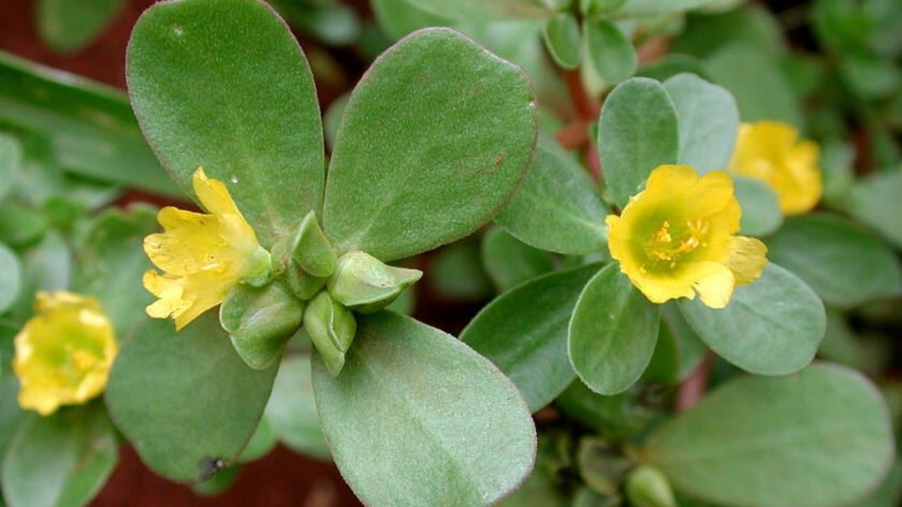 Портулак слабительное. Portulaca quadrifida. Цветы семейства портулаковых. Цветы Портулаковые. Portulaca quadrifida растение фото.