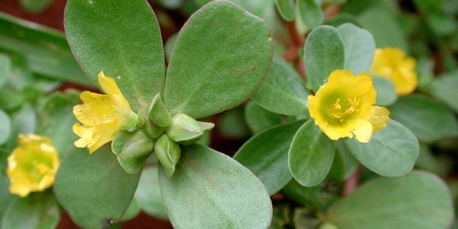 portulaca proprietà benefici rimedi naturali tisana di portulaca controindicazioni