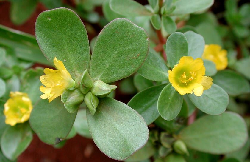 portulaca proprietà benefici rimedi naturali tisana di portulaca controindicazioni