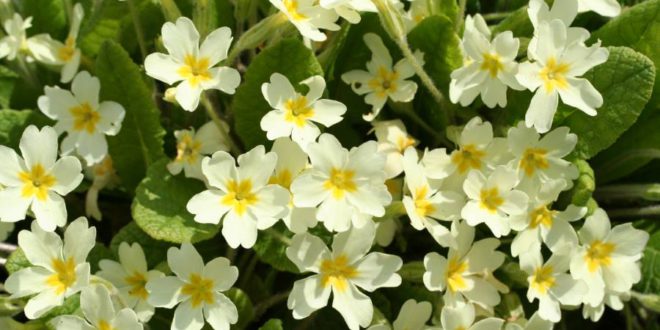 primula - come curare le primule e come coltivare le primule in vaso sul balcone o in giardino