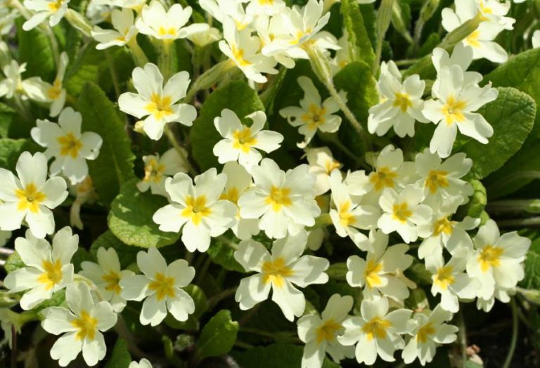 primula - come curare le primule e come coltivare le primule in vaso sul balcone o in giardino