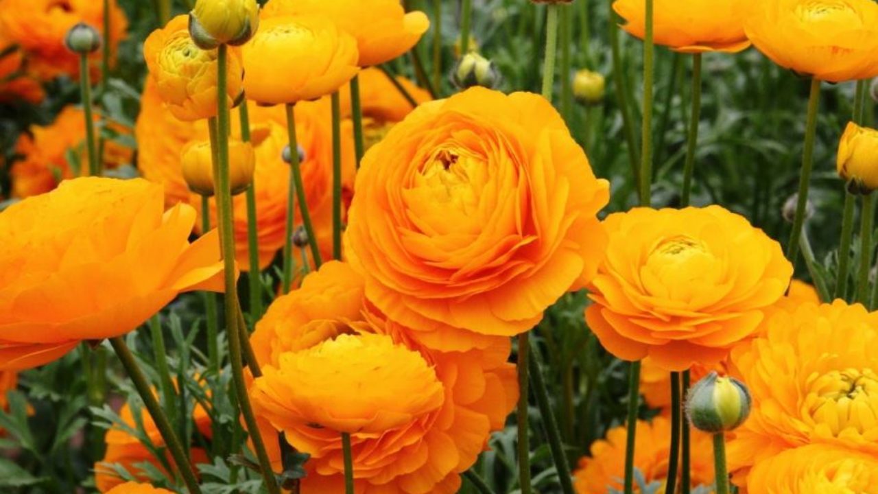 Adatto per piantare bulbi di ranuncolo fiori bianchi e morbidi fiori recisi squisiti e piante verdi vive-7Bulbi Adatto per piantare bulbi di ranuncolo fiori bianchi e morbidi fiori recisi squisiti e piante verdi vive-7Bulbi