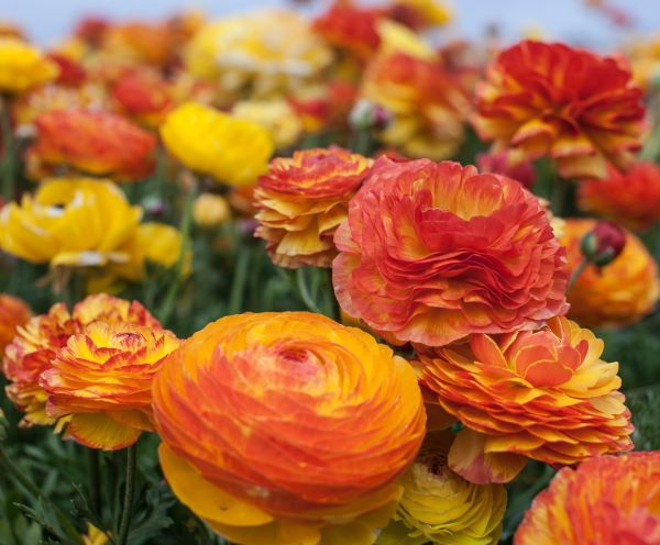 fiori bianchi e morbidi Adatto per piantare bulbi di ranuncolo fiori recisi squisiti e piante verdi vive-7Bulbi fiori bianchi e morbidi Adatto per piantare bulbi di ranuncolo fiori recisi squisiti e piante verdi vive-7Bulbi