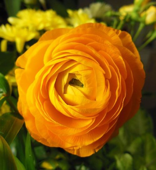 fiori recisi squisiti e piante verdi vive-7Bulbi fiori bianchi e morbidi Adatto per piantare bulbi di ranuncolo fiori recisi squisiti e piante verdi vive-7Bulbi fiori bianchi e morbidi Adatto per piantare bulbi di ranuncolo