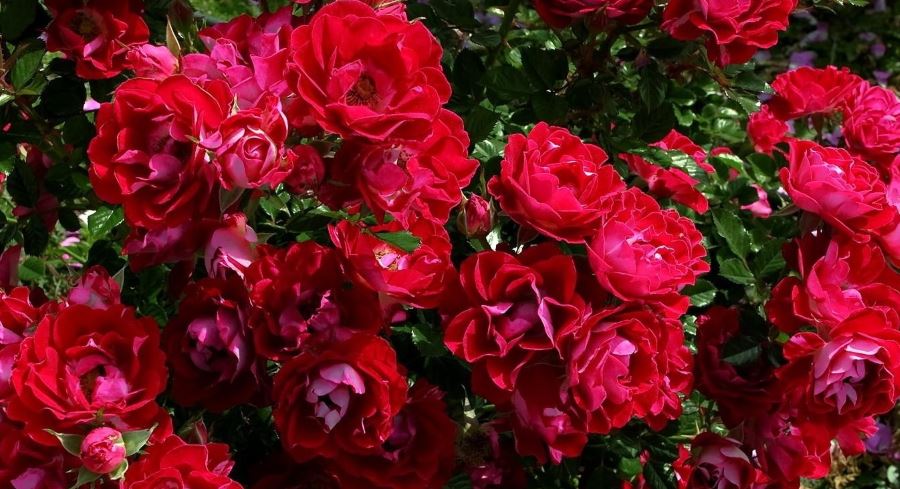 rose rosa - come curare le rose e come coltivare le rose in vaso sul balcone o in giardino