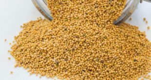 senape proprietà benefici utilizzo rimedi naturali e controindicazioni senape