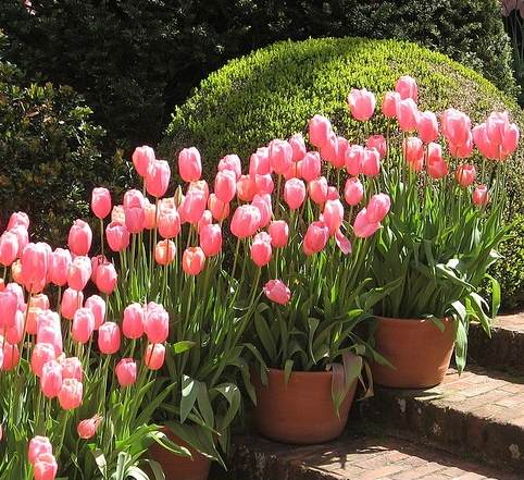 Tulipano Come Curare E Coltivare I Tulipani In Vaso E In