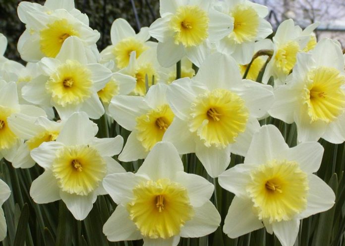 narciso narcisi - come curare i narcisi e come coltivare i narcisi in vaso sul balcone o in giardino narciso narcisi - come curare i narcisi e come coltivare i narcisi in vaso sul balcone o in giardino