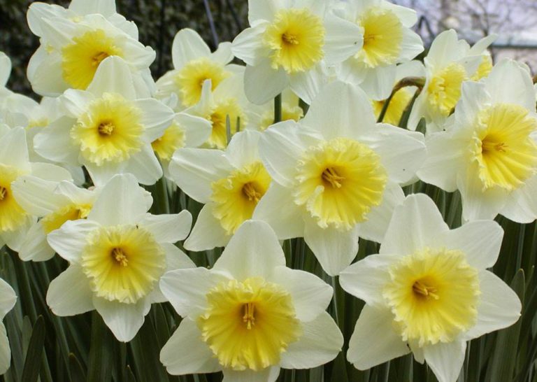 narciso narcisi - come curare i narcisi e come coltivare i narcisi in vaso sul balcone o in giardino