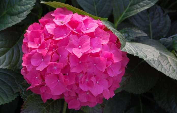 Come coltivare i girasoli in vaso per avere il balcone più ...