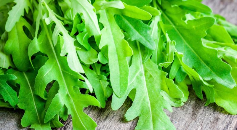 rucola proprietà benefici uso controindicazioni