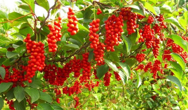 Schisandra: proprietà, benefici, utilizzo, rimedi e controindicazioni. Scopri le proprietà delle bacche di schisandra, i benefici per la salute, gli usi in cucina o come rimedio naturale, le controindicazioni e gli effetti collaterali in caso di sovradosaggio.