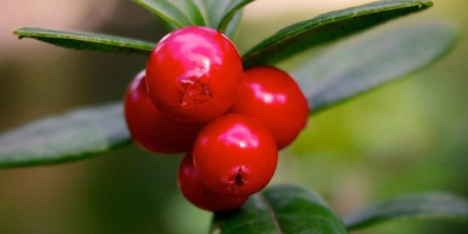 uva ursina proprietà benefici uso controindicazioni