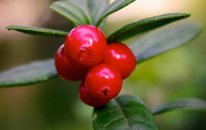 uva ursina proprietà benefici uso controindicazioni uva ursina proprietà benefici uso controindicazioni