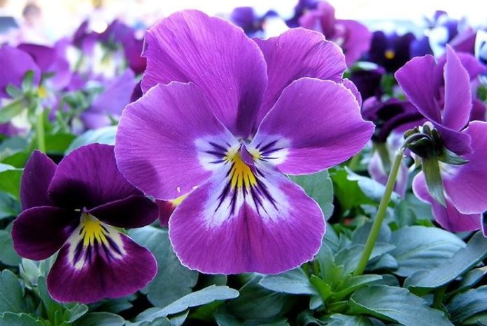 viole viola - come curare le viole e come coltivare le viole in vaso sul balcone o in giardino viole viola - come curare le viole e come coltivare le viole in vaso sul balcone o in giardino