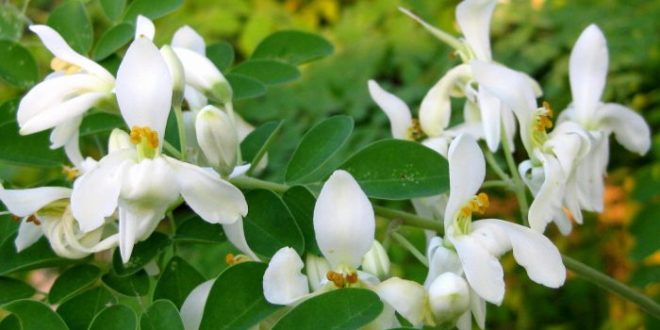 Moringa Oleifera - proprietà benefici per la salute uso tisana di Moringa Oleifera controindicazioni effetti collaterali