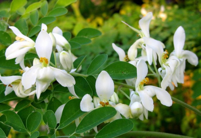 Moringa Oleifera - proprietà benefici per la salute uso tisana di Moringa Oleifera controindicazioni effetti collaterali